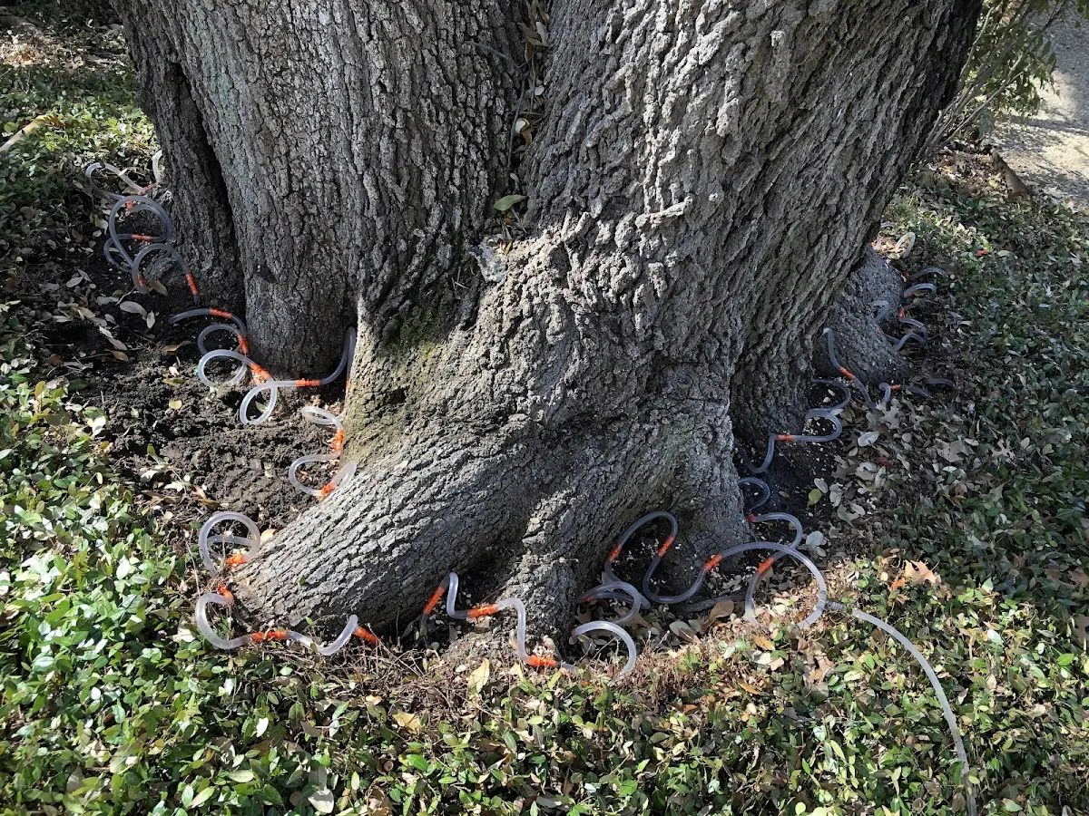 Detailed Tree Cabling and Bracing job site in La Loma