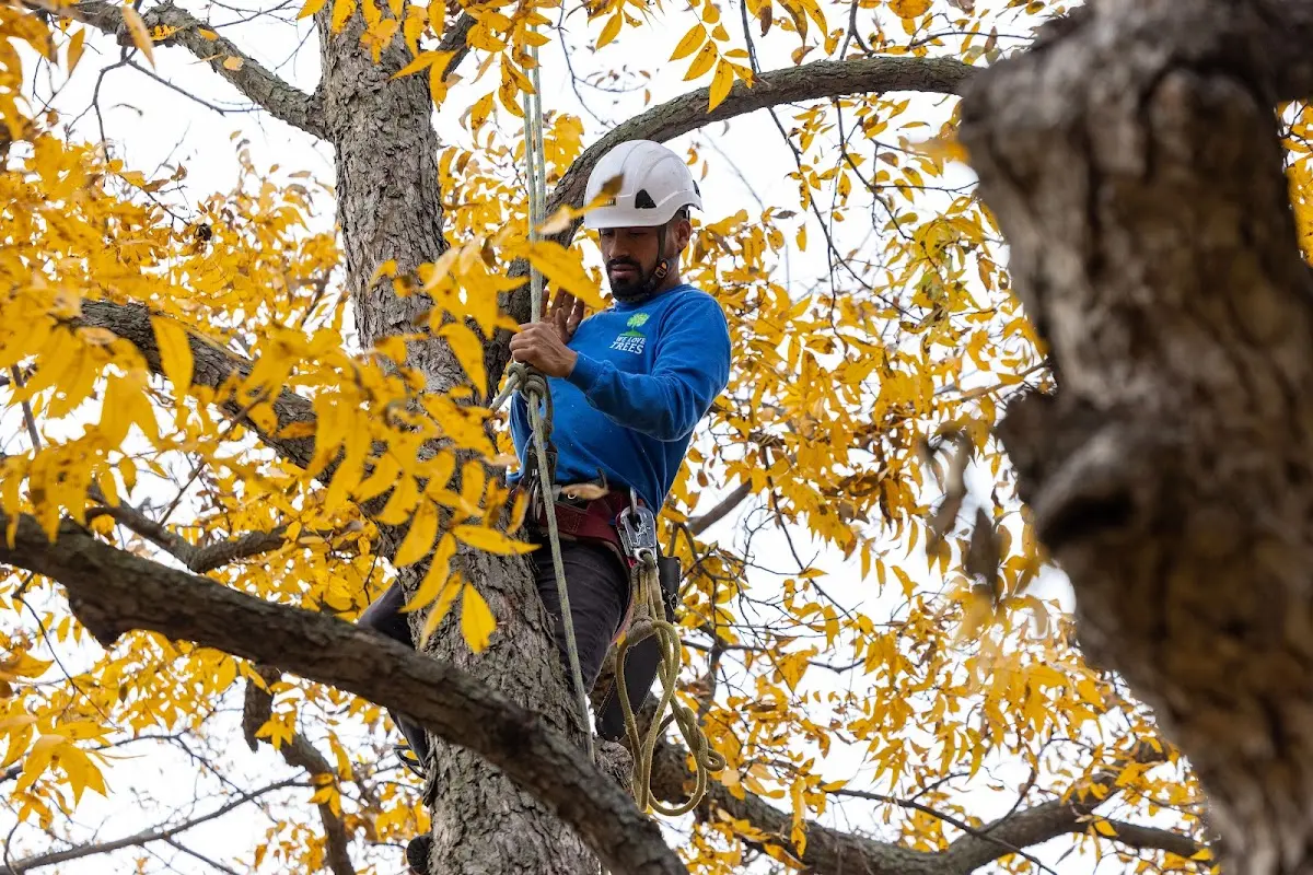 Skilled Tree Pruning crew working in La Loma